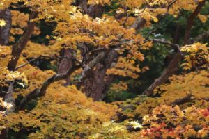 紅葉のイメージ画像